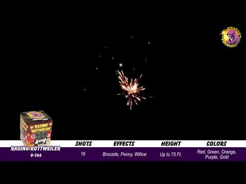 Preview video of Raging Rottweilers, 16 Shot