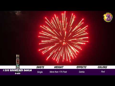 Preview video of #500 Round Red Dahlia